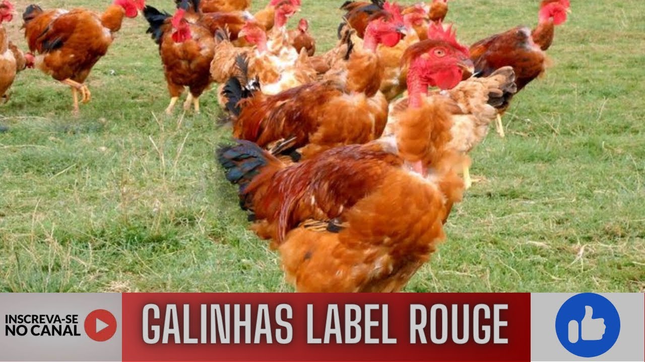 Criação de Galinha  Caipira  Label Rouge  40 dias