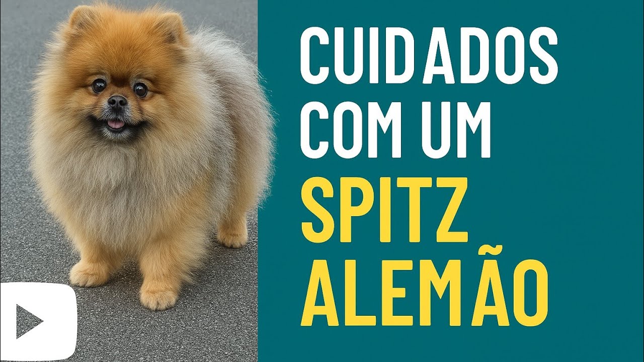Descubra como cuidar do seu Spitz Alemão como um PRO!