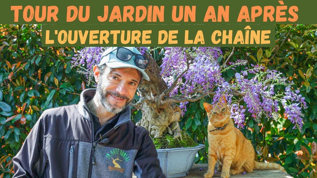 Les bonsaïs du jardin un an après l'ouverture de la chaîne YouTube