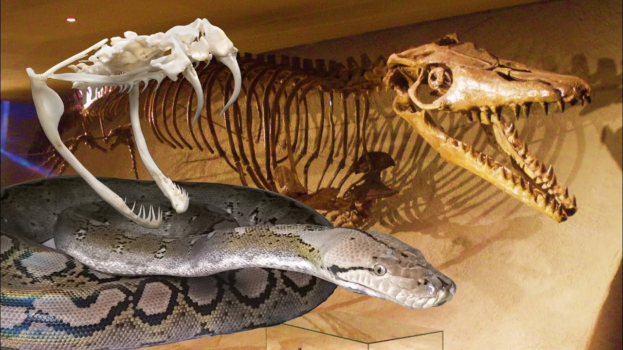 🐍 Snake Family Characteristics: Colubrids, Elapids, Pythons, Boas and Vipers