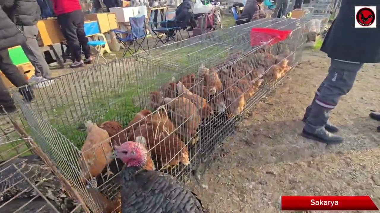 TAVUK PAZARI SAKARYA 01.12.2024