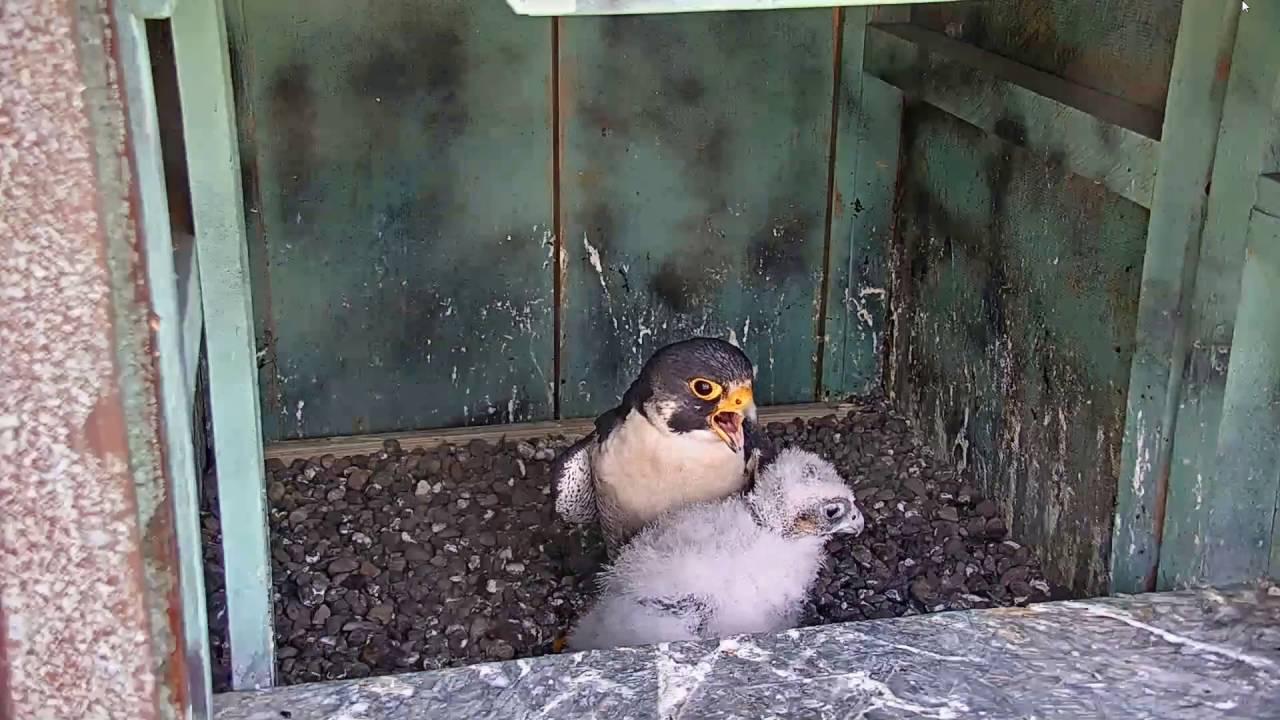 AZ Downtown Peregrine Falcons ~ Goodbye Rocky; Last Moments with Dad 6.4.16