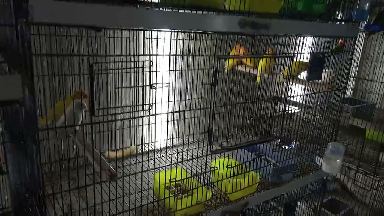 Ma Sha Allah My Love Birds Breeding Farm Rawalpindi 