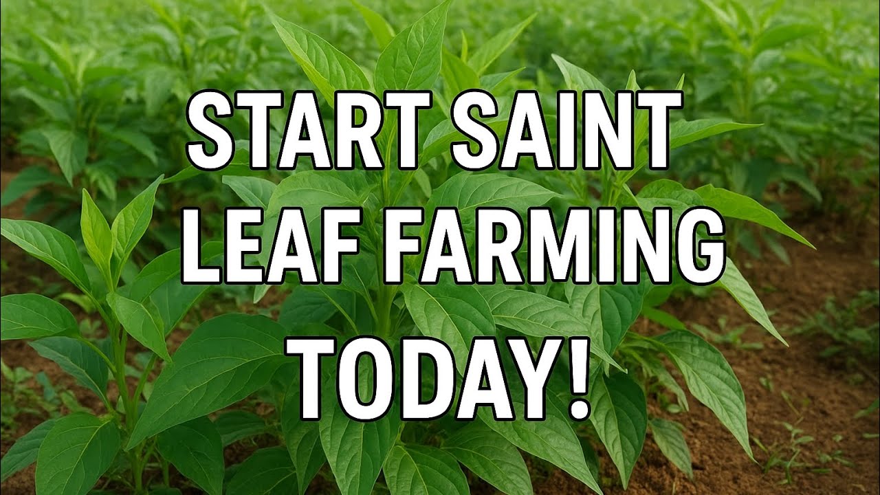 How To Start Scent Leaf farming | Beginners Guide