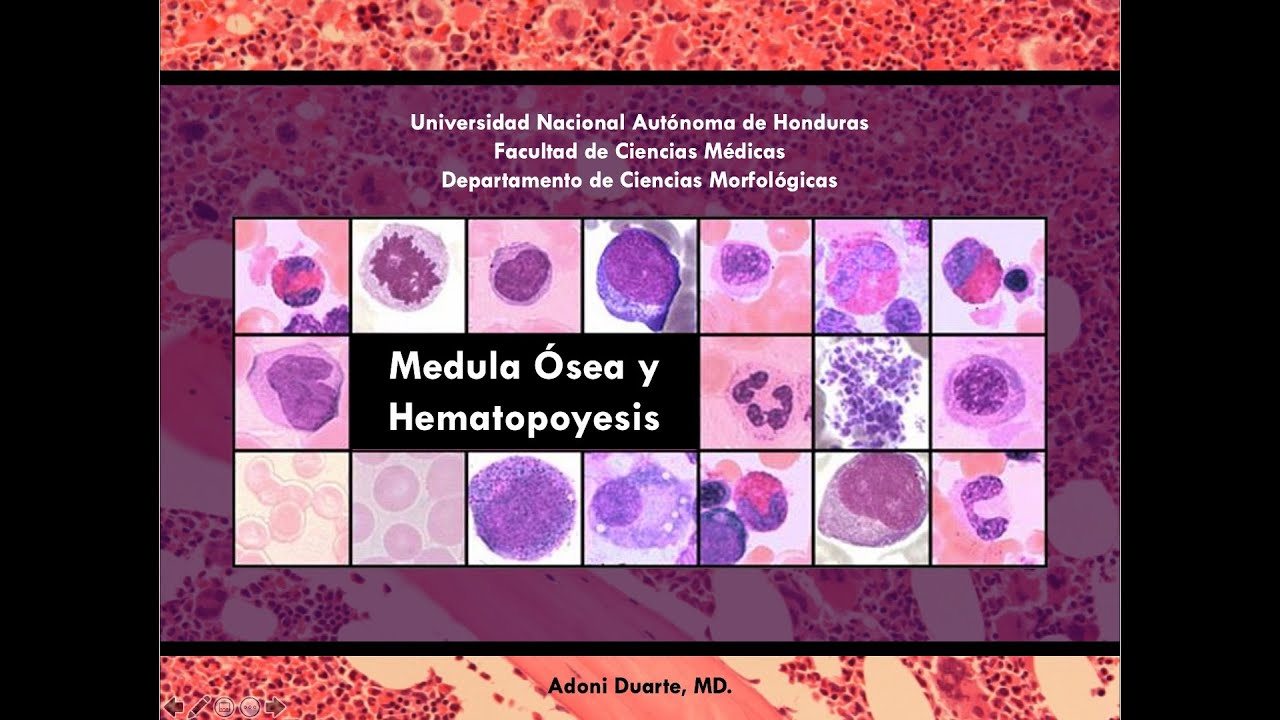 21  Médula ósea y Hematopoyesis