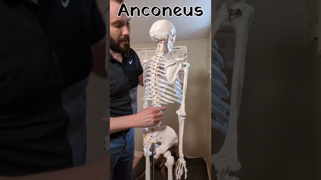 Anconeus - origin, insertion, innervation, action and blood supply.