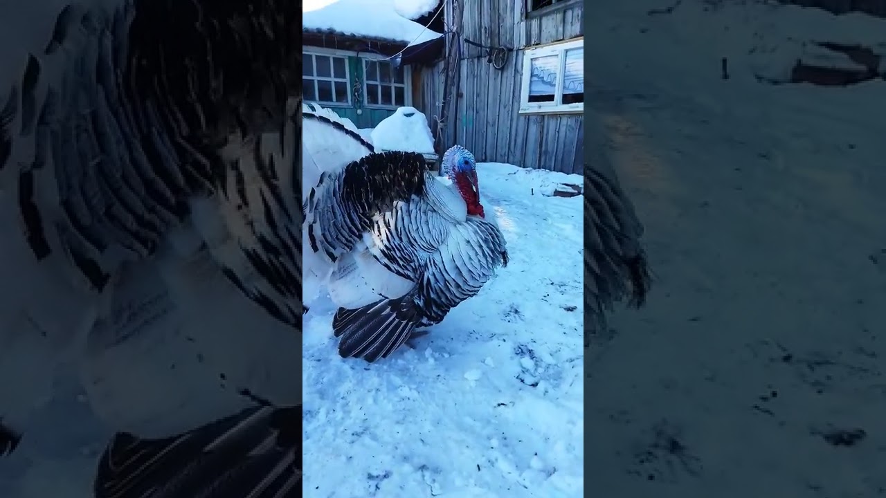 Индюк кру кру. Красавчик
