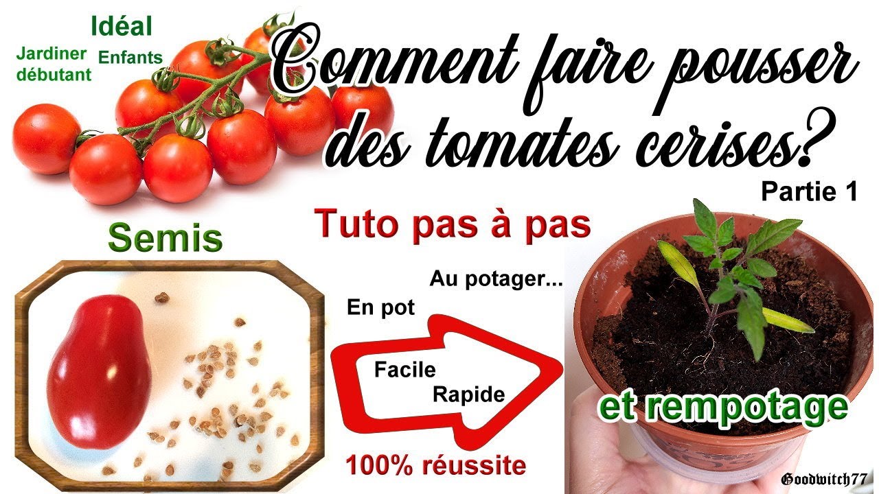 Faire pousser des tomates cerises - Part1 le semis & rempotage Tuto facile Growing tomatoe seeds
