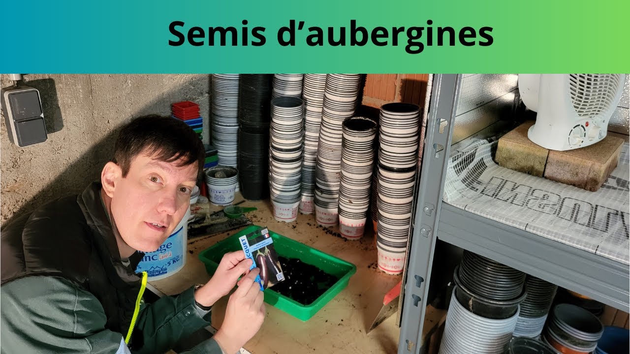 Semis d'aubergine