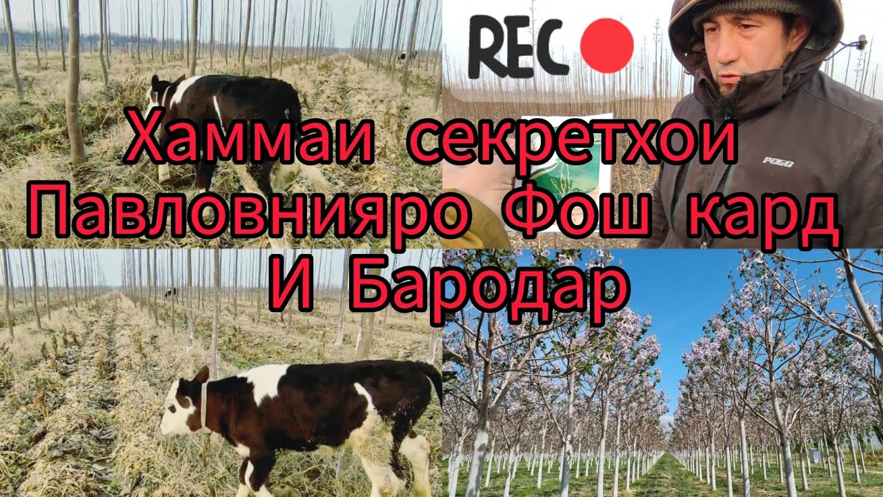 Дору задан ба решаи Павловния Фош шуд 🇹🇯ба пеш Точикистон