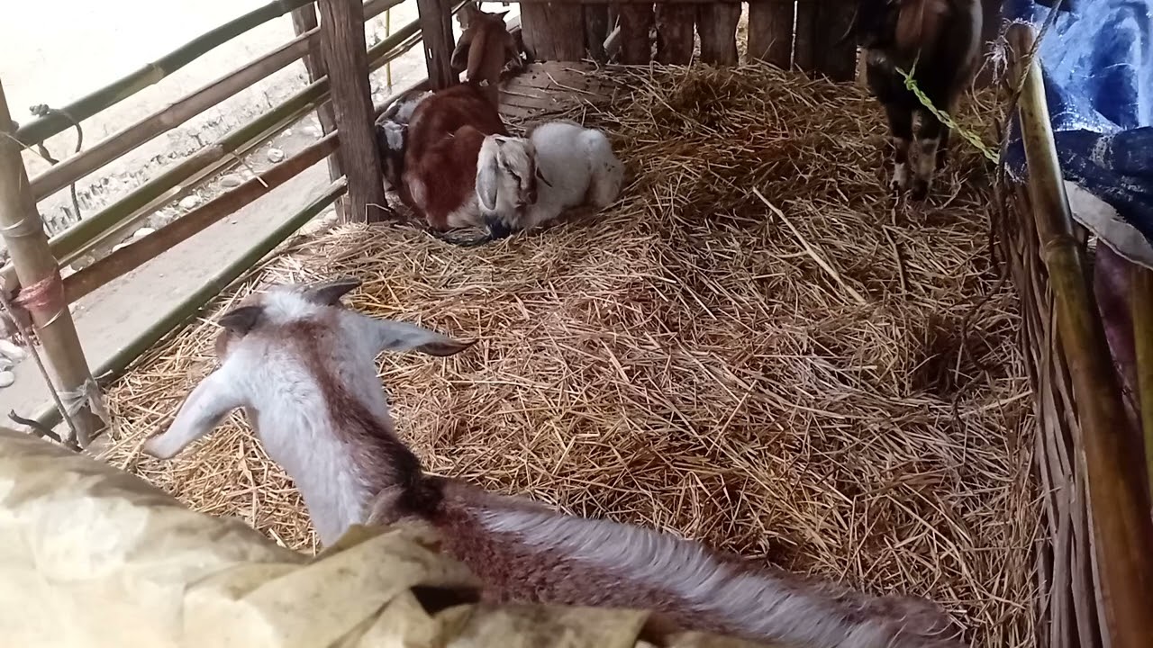 Cold weather morning goats asmr