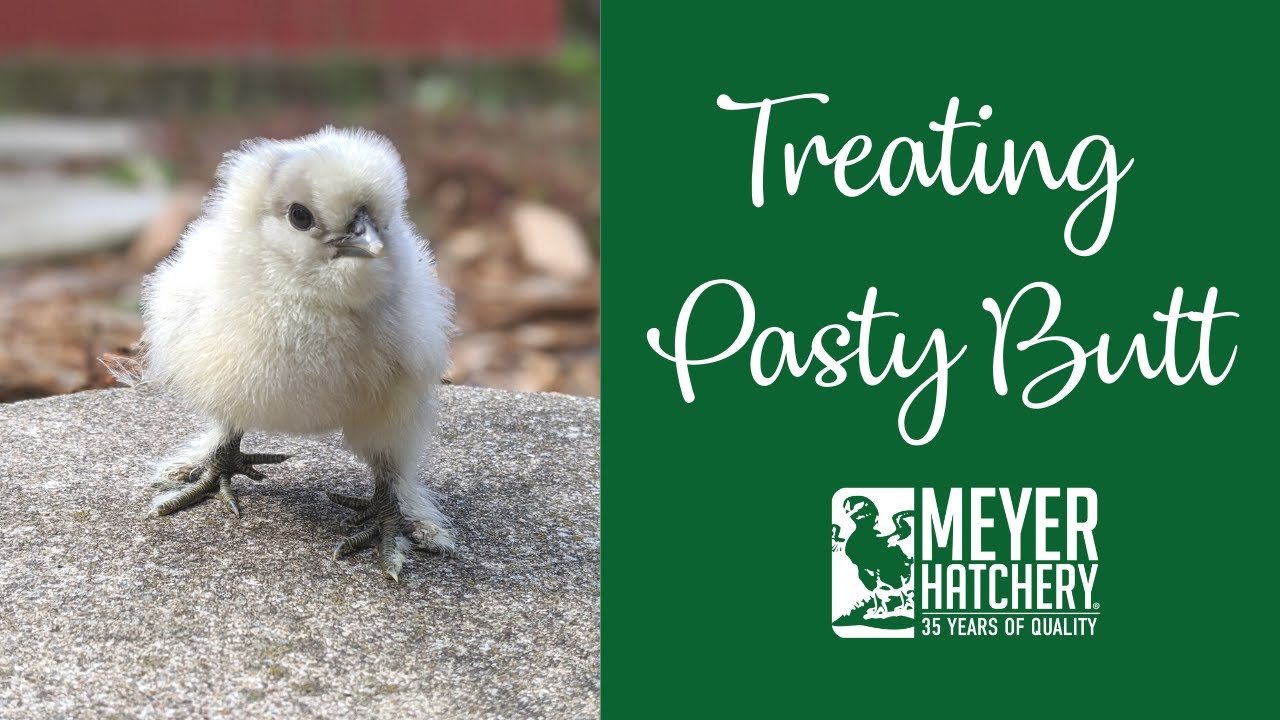 Treating Pasty Butt With Chicks