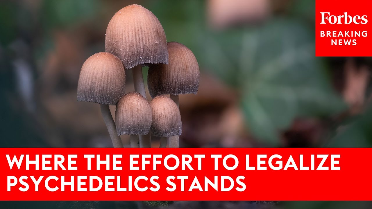 Where the Effort To Legalize Psychedelics Stands