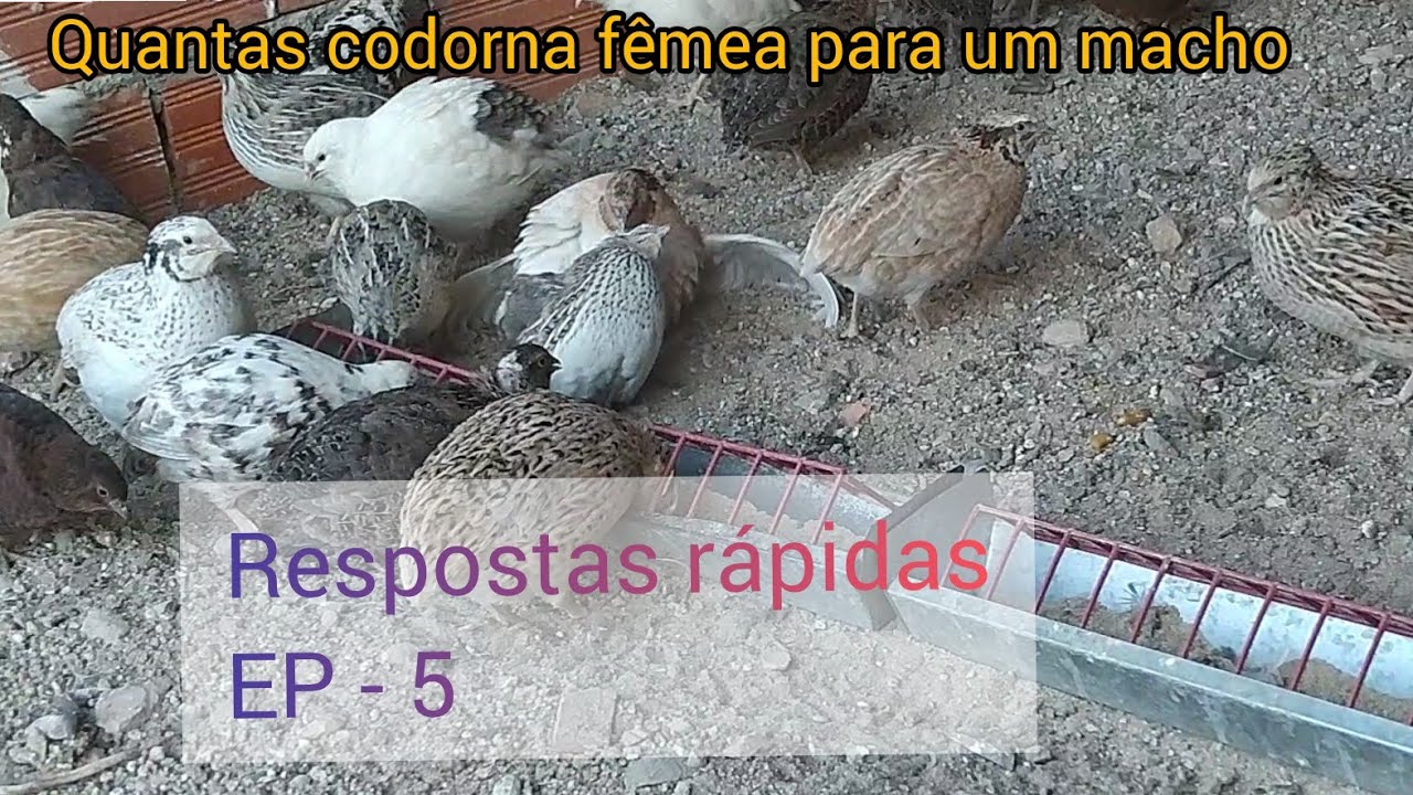 Quantas CODORNA F&Ecirc;MEA um MACHO SUPORTA🤔