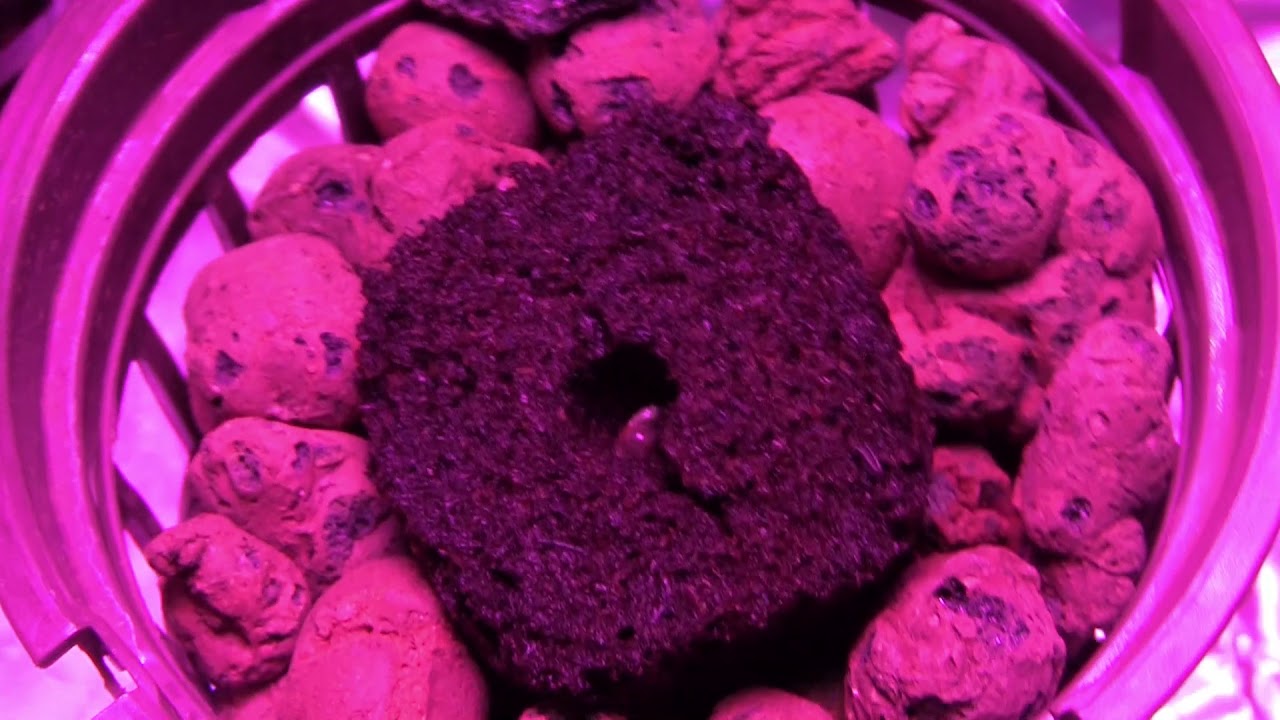 Cloudponics Grow Day 7 Mauie Wowie and Northern Lights