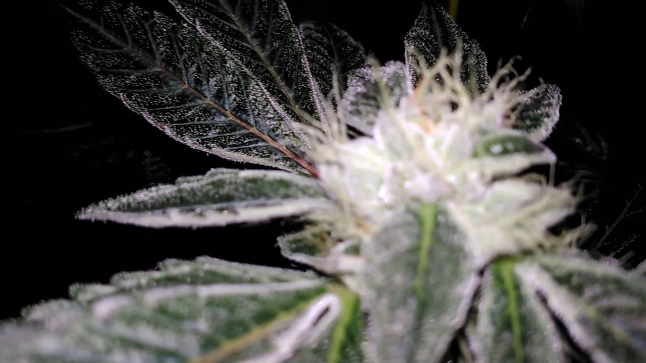 Growing CANNABIS Cheap, Budget Grower LUCAS FORMULA, JACK'S PETER'S Bloom Booster