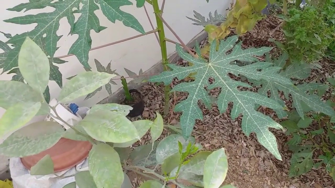 Paseo por el jard&iacute;n en verano 2020