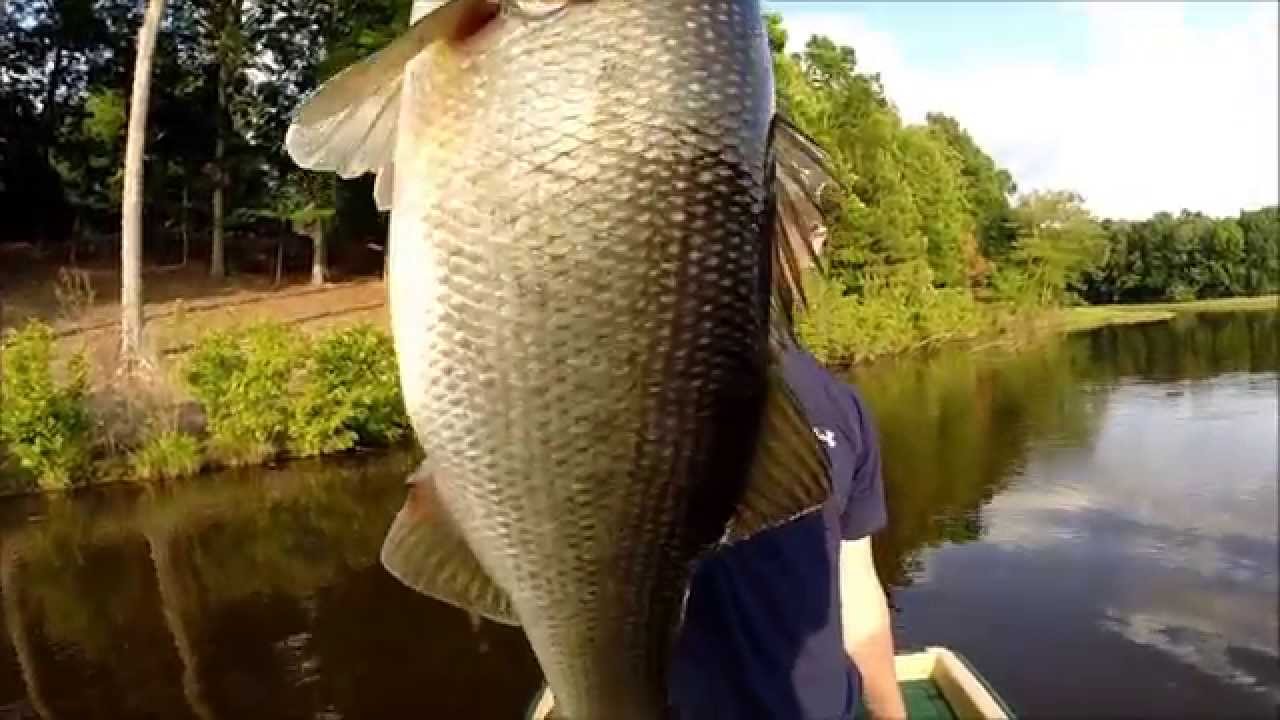Carolina Angling Bass Fishing Perfect Day- United We Fish