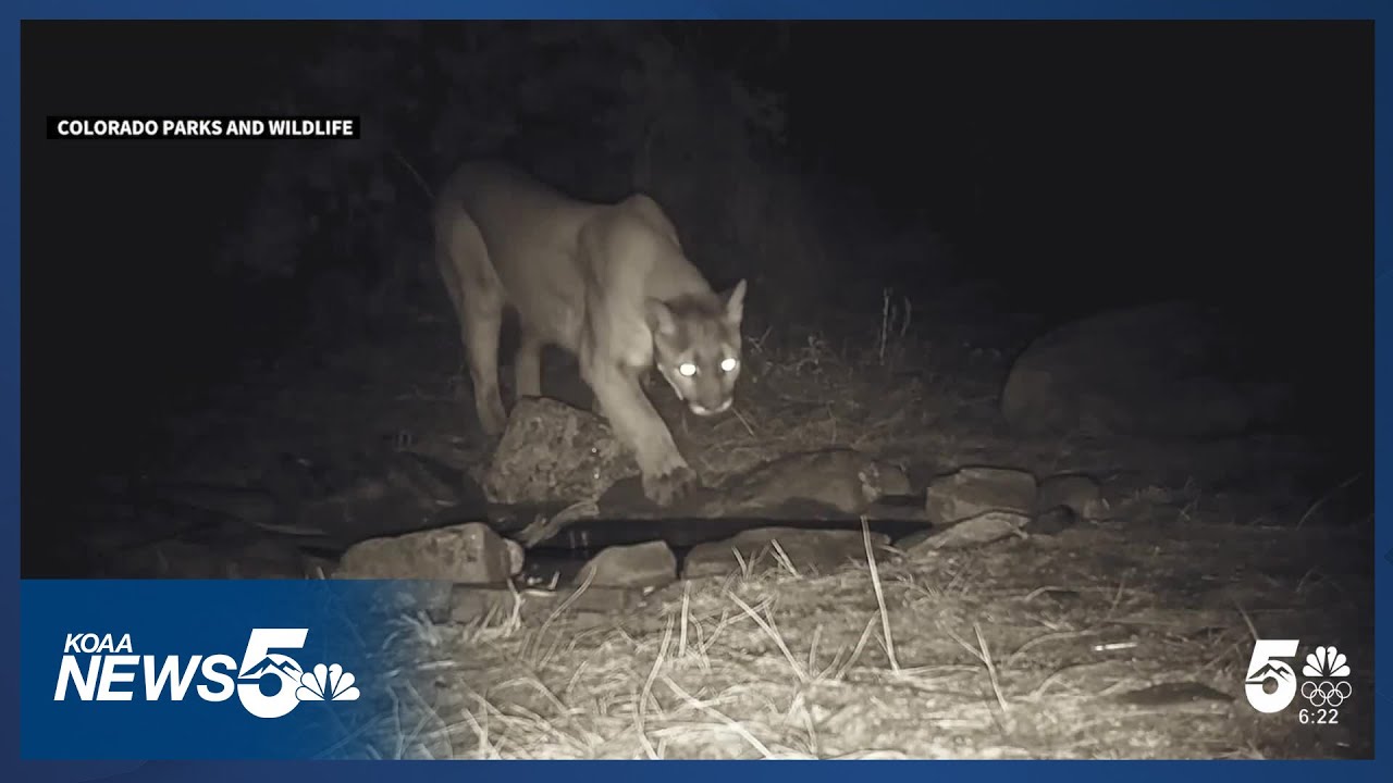 A lot of debate about threat of mountain lions following Larimer County attack