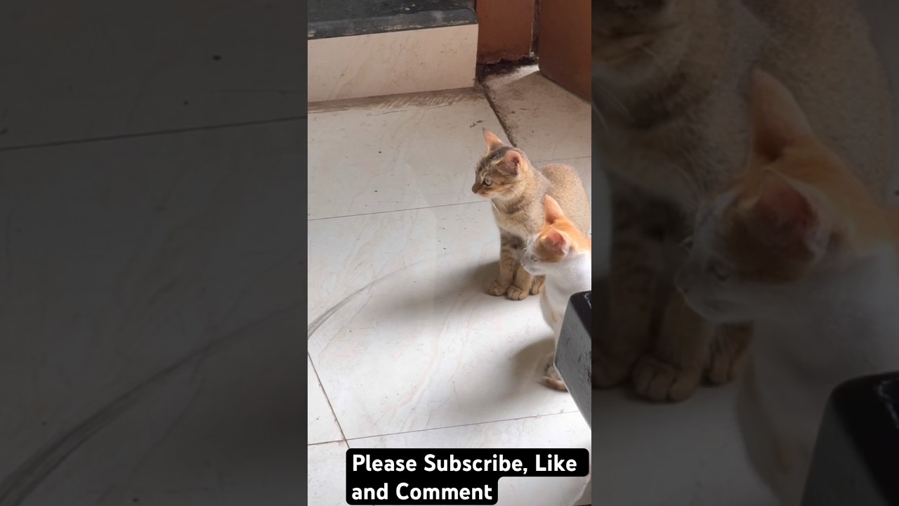 “Heart-Melting Mama Cat Grooms Her Tiny Kittens – Pure Feline Love! 😻🐾 