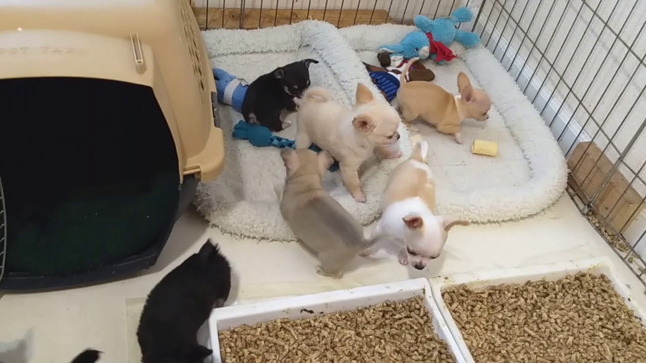 A bunch of Chihuahua puppies playing