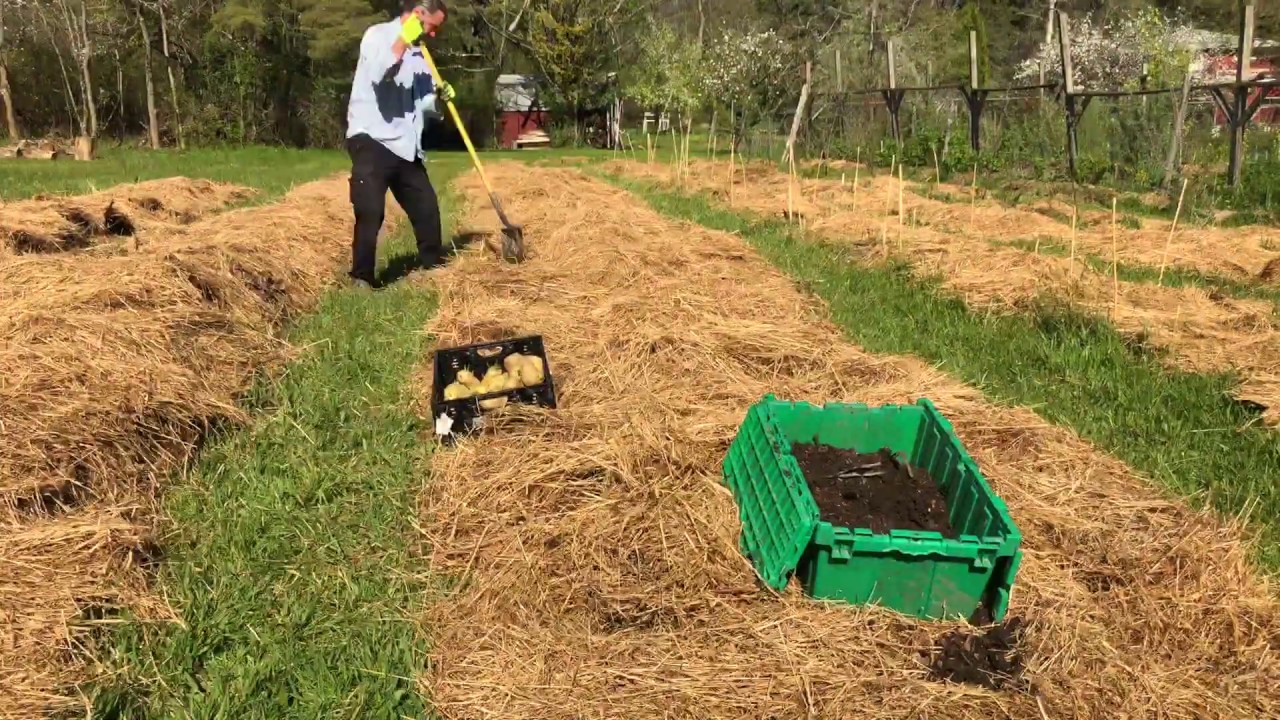 No Dig Potatoes - Testing 3 Planting Methods
