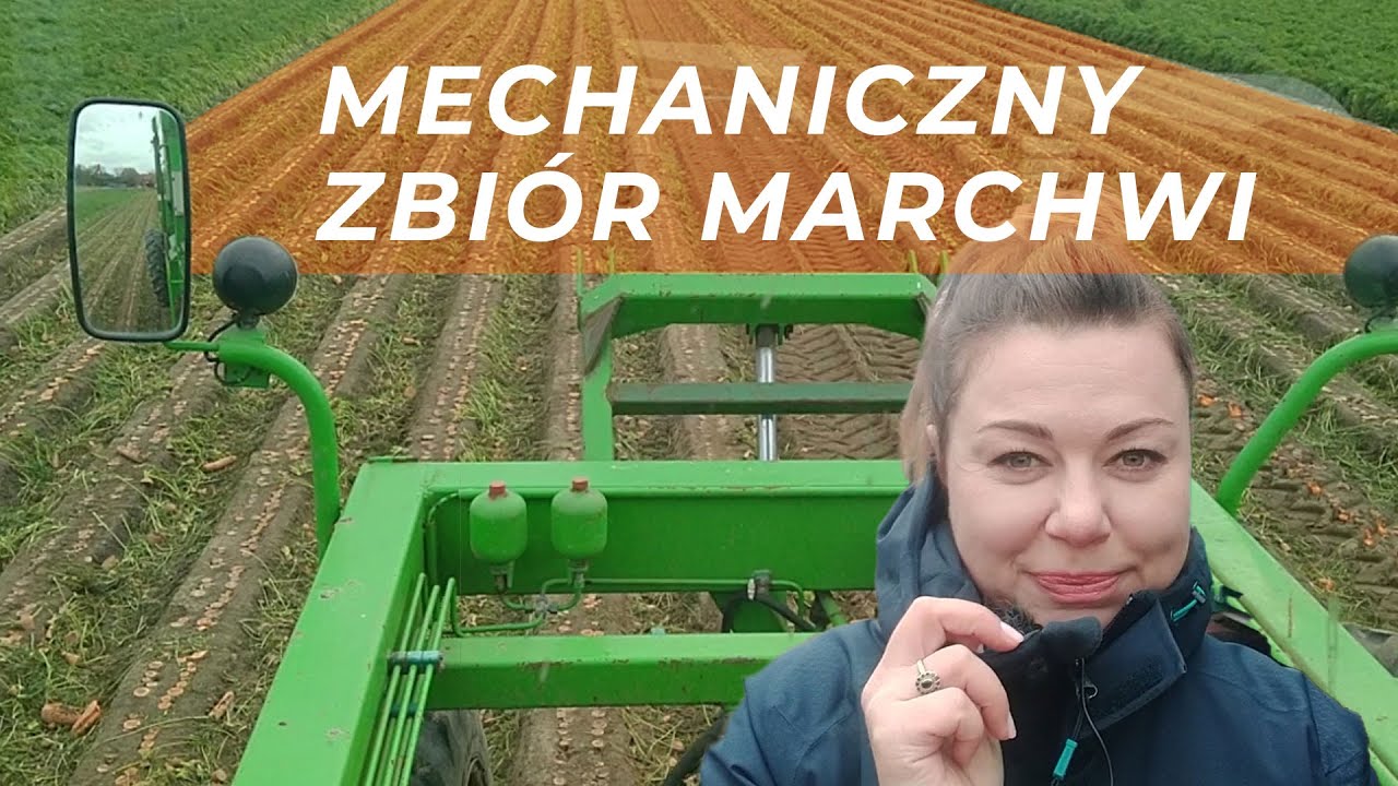 Zbiór mechaniczny marchwi