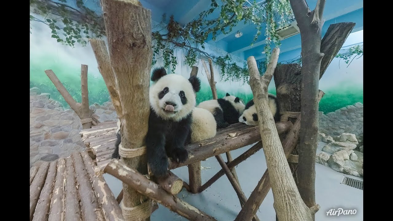 Chengdu Giant Panda Base 360° virtual reality tour