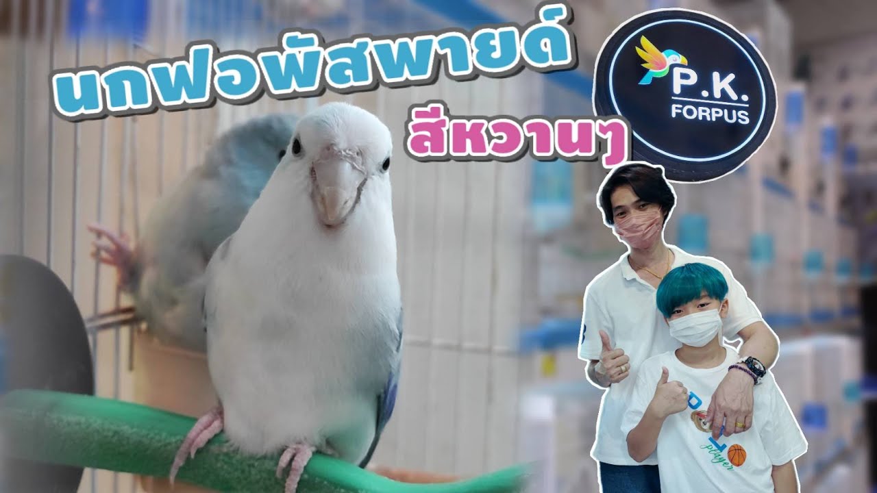 พาชม... นกฟอพัสพายด์ สีหวานๆ @P.K.Forpus ฟาร์มนกฟอพัสย่านสวนผัก ตลิ่งชัน