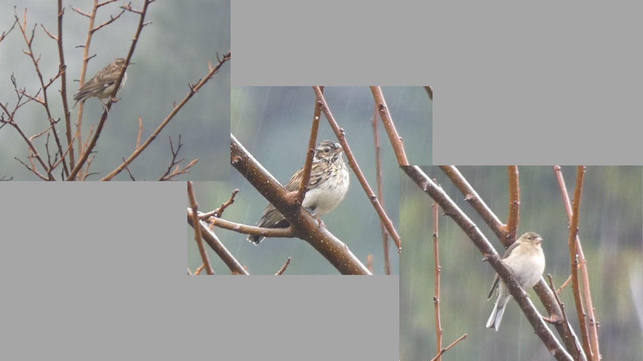 Savannah Sparrow (Passerculus sandwichensis)
