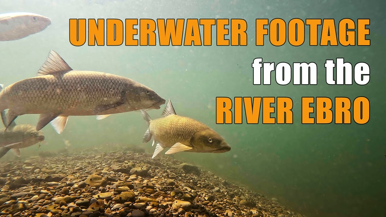 Last Fishing Session of 2023 and BONUS Underwater Footage From The River Ebro (Lots of Barbel!)