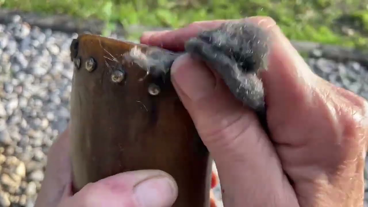 Cleaning Antique Powder Horn