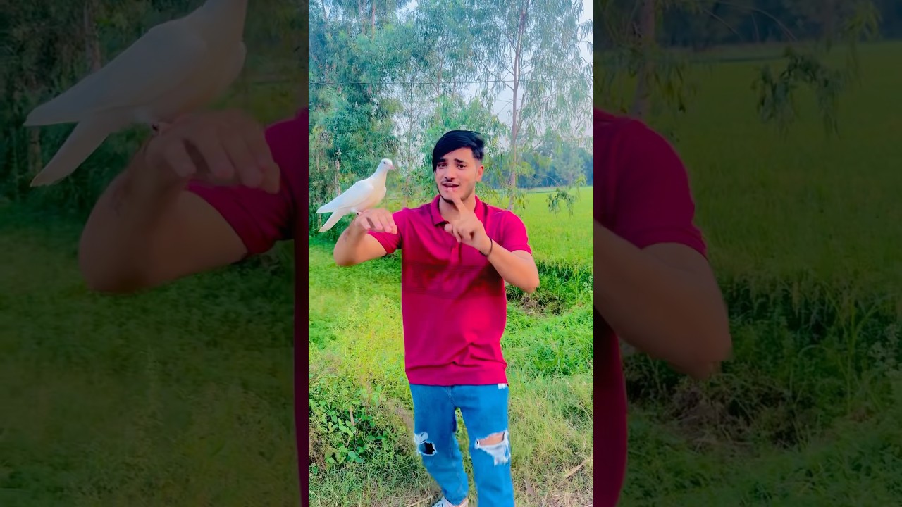 New pigeon ki training start 😱🔥🕊️ #pigeontraining #pigeon #shortvideo #kabootar #youtubeshort