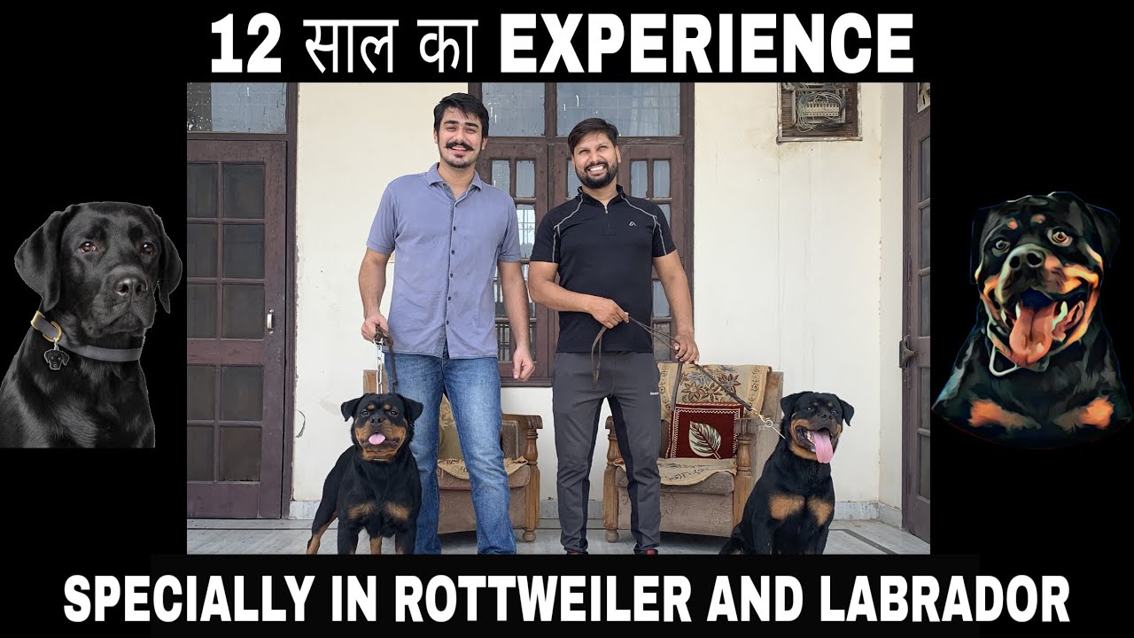 NO BROKER , NO PUPPY MILL , ONLY AND ONLY PURE BREEDER |Shurveer Kennel by Manoj Yadav ( Somislam's)