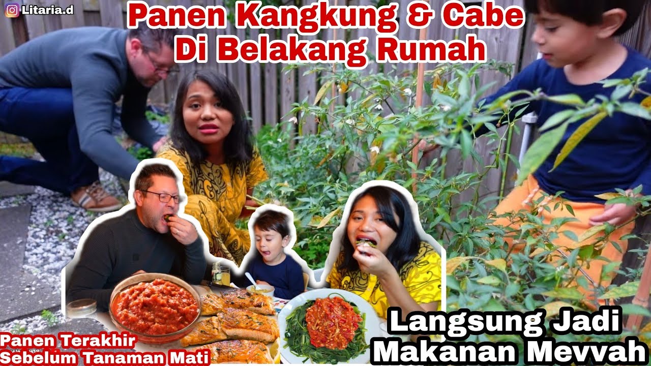 PANEN KANGKUNG DI KEBUN PRIBADI, LANGSUNG BIKIN PLECING KANGKUNG DAN IKAN GORENG