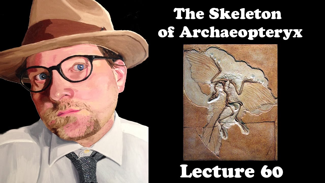 Lecture 60 The Skeleton of Archaeopteryx