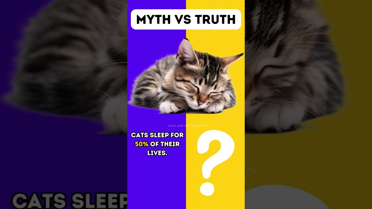 Myths That are False! Myth and Truth Part 7 #Shorts #Viral #Sortsvideo #Qktv #Cats #Myths #Truthh