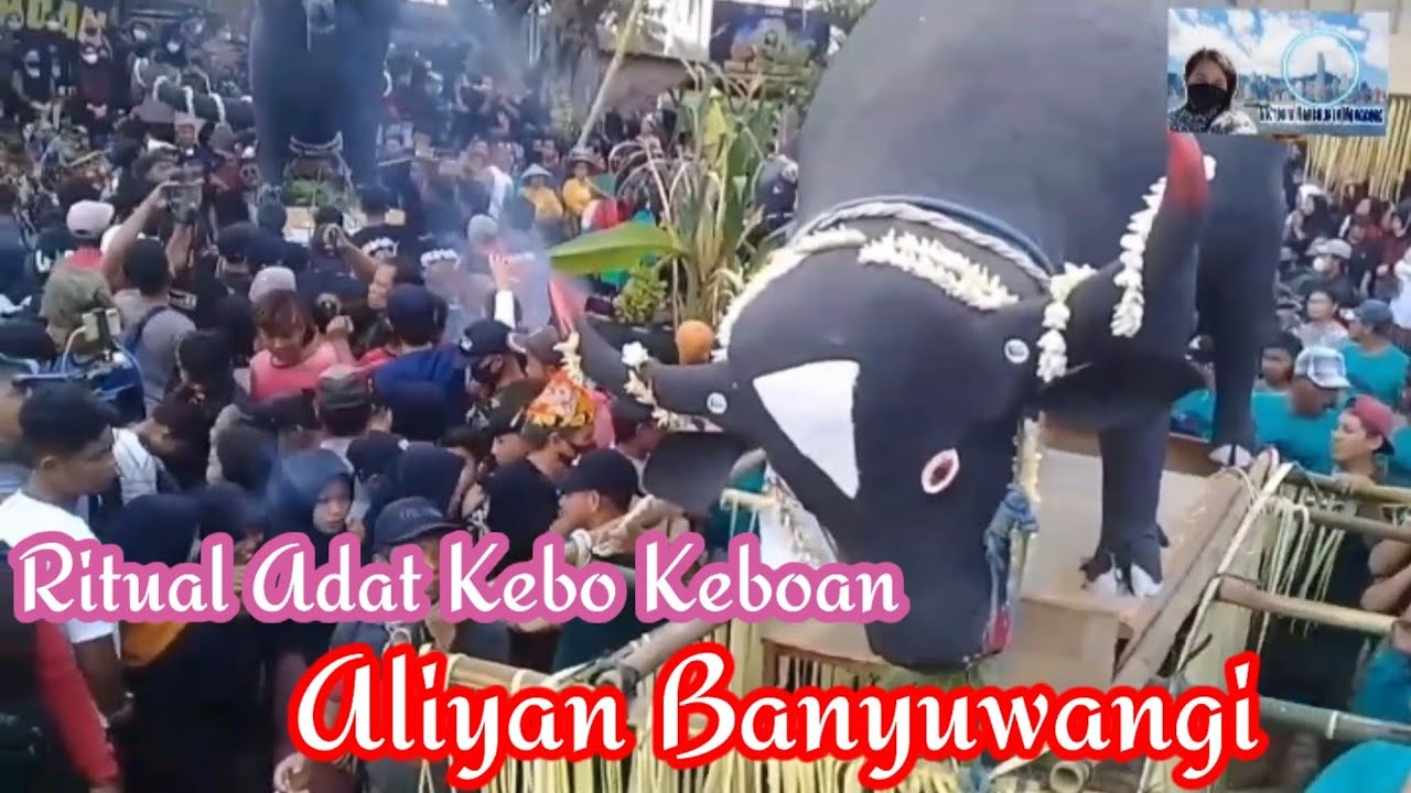 Ritual Adat Kebo Keboan || Aliyan Banyuwangi || Senin 1/08/2022