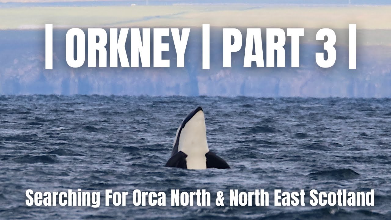 ORKNEY | Searching for ORCA North & North East Scotland | Part 3 |