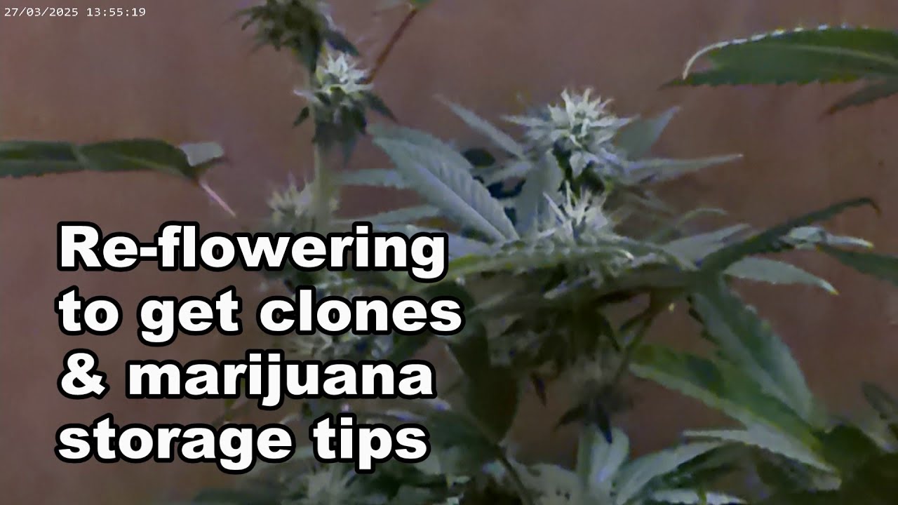 Re flowering to get clones & marijuana storage tips