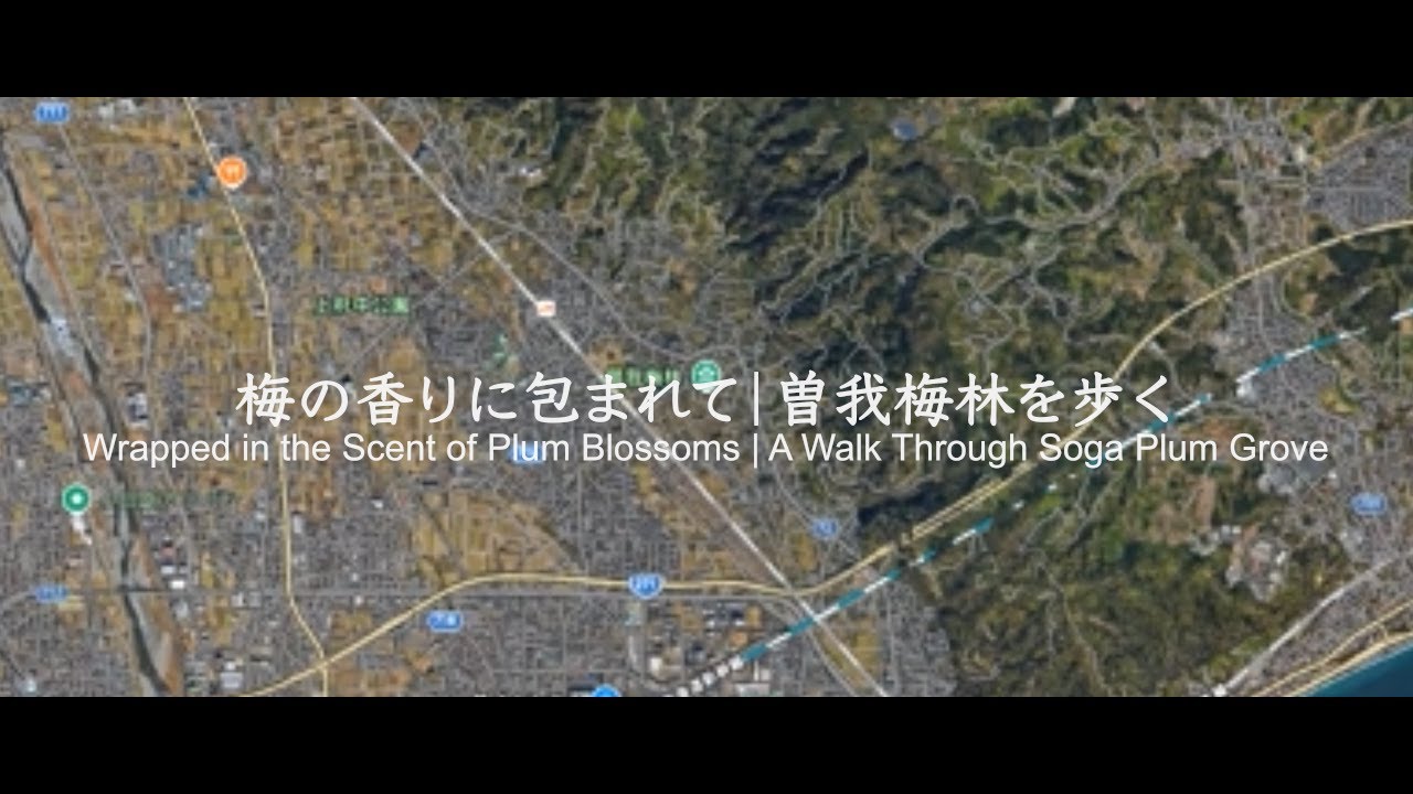 梅の香りに包まれて｜曽我梅林を歩く