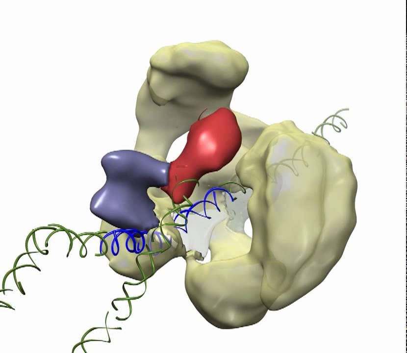 Transcription activation by yeast TFIID, TFIIA and Rap1