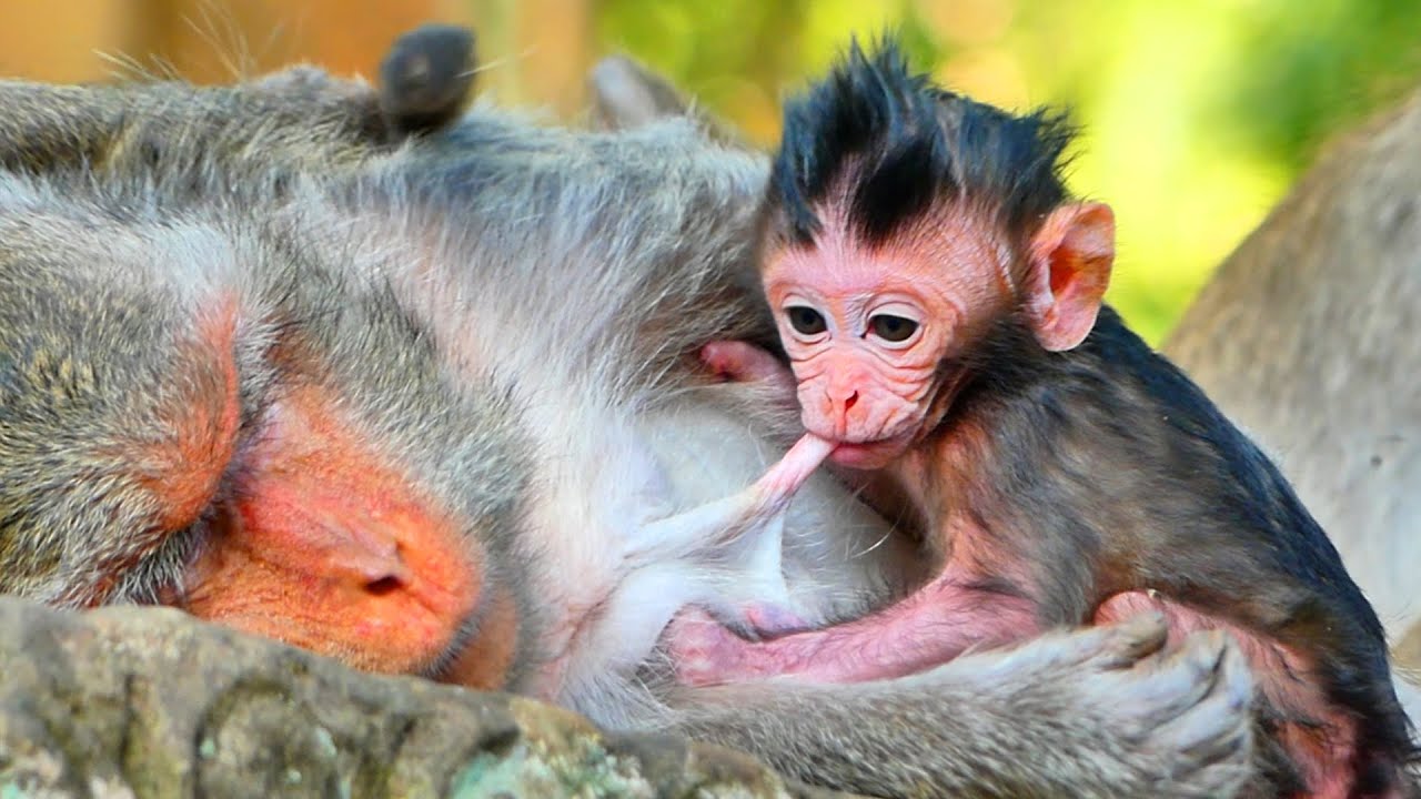 Primate monkey.../Tiny baby unknown his mum tired & laying peacefully.../Real life baby.../Nice clip