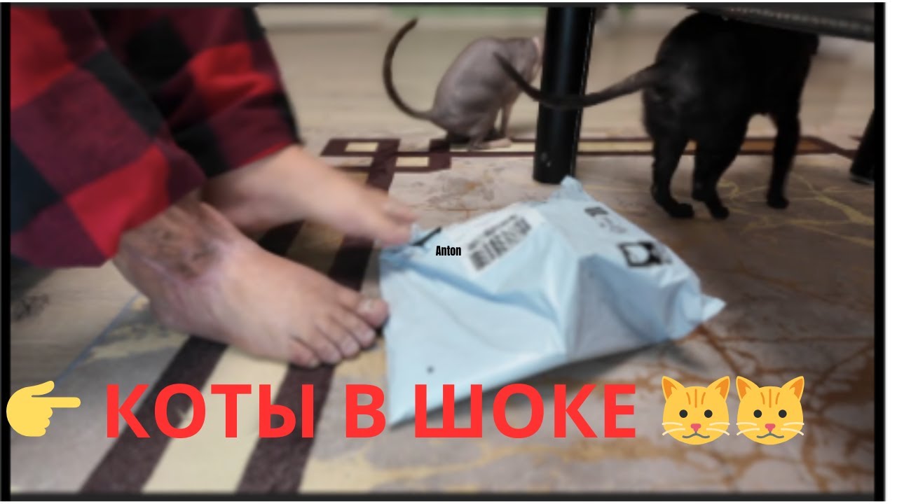 Распаковываю пакет ногами. Коты тут как тут!