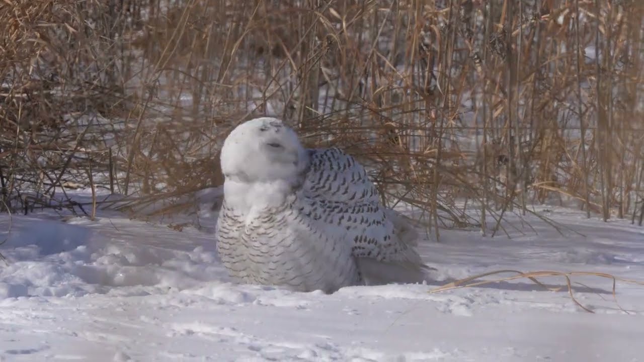 North American Snowy Owl settles into its spot in the snow to wait, watch and look about