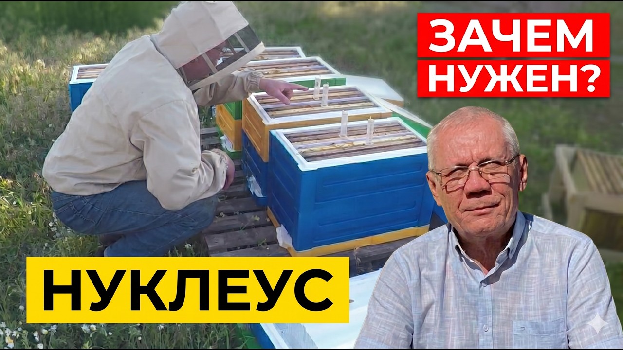 Для ЧЕГО НУЖЕН НУКЛЕУС? Узнайте СЕКРЕТЫ формирования нуклеусов прямо сейчас!