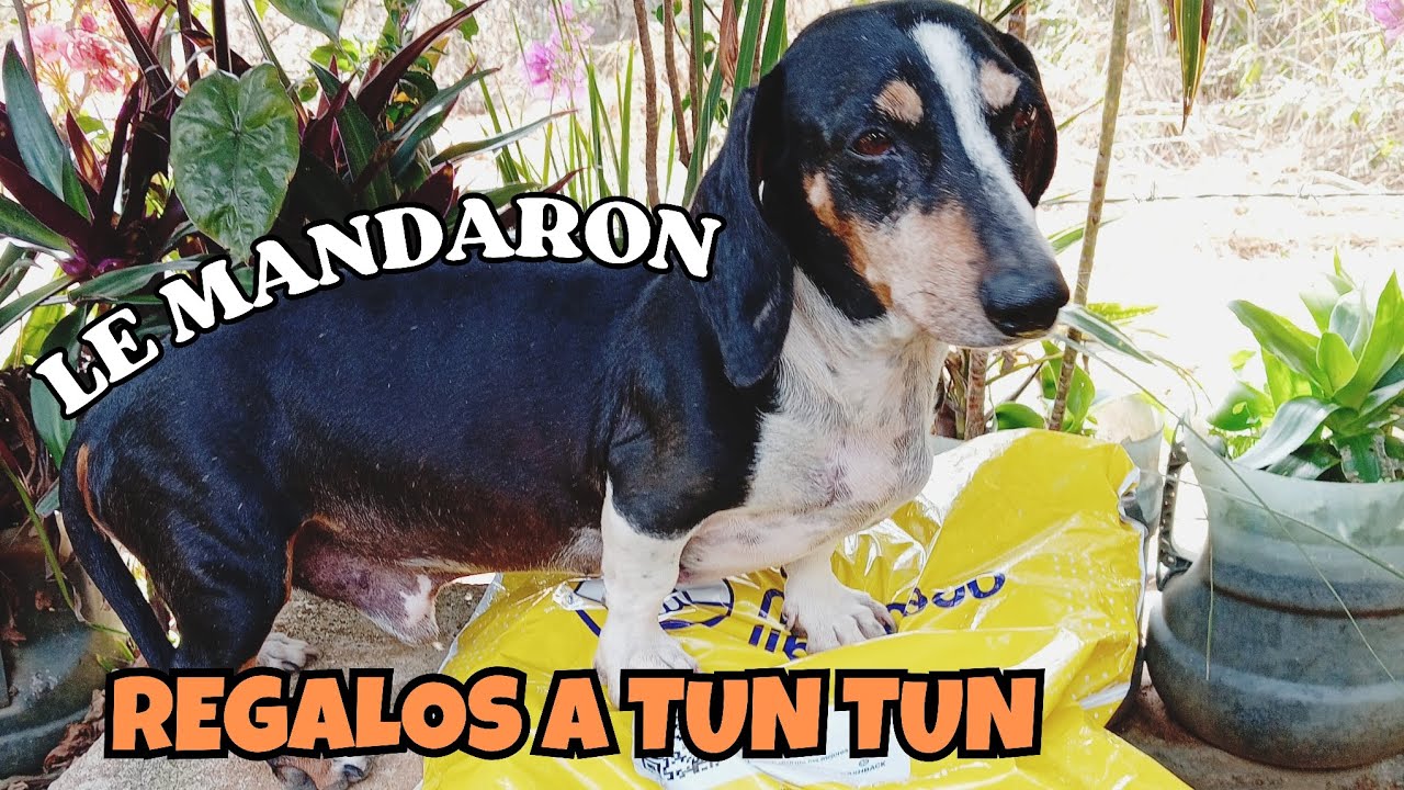 Una seguidora le mando Regalos a tuntun 🙏🐾🎁