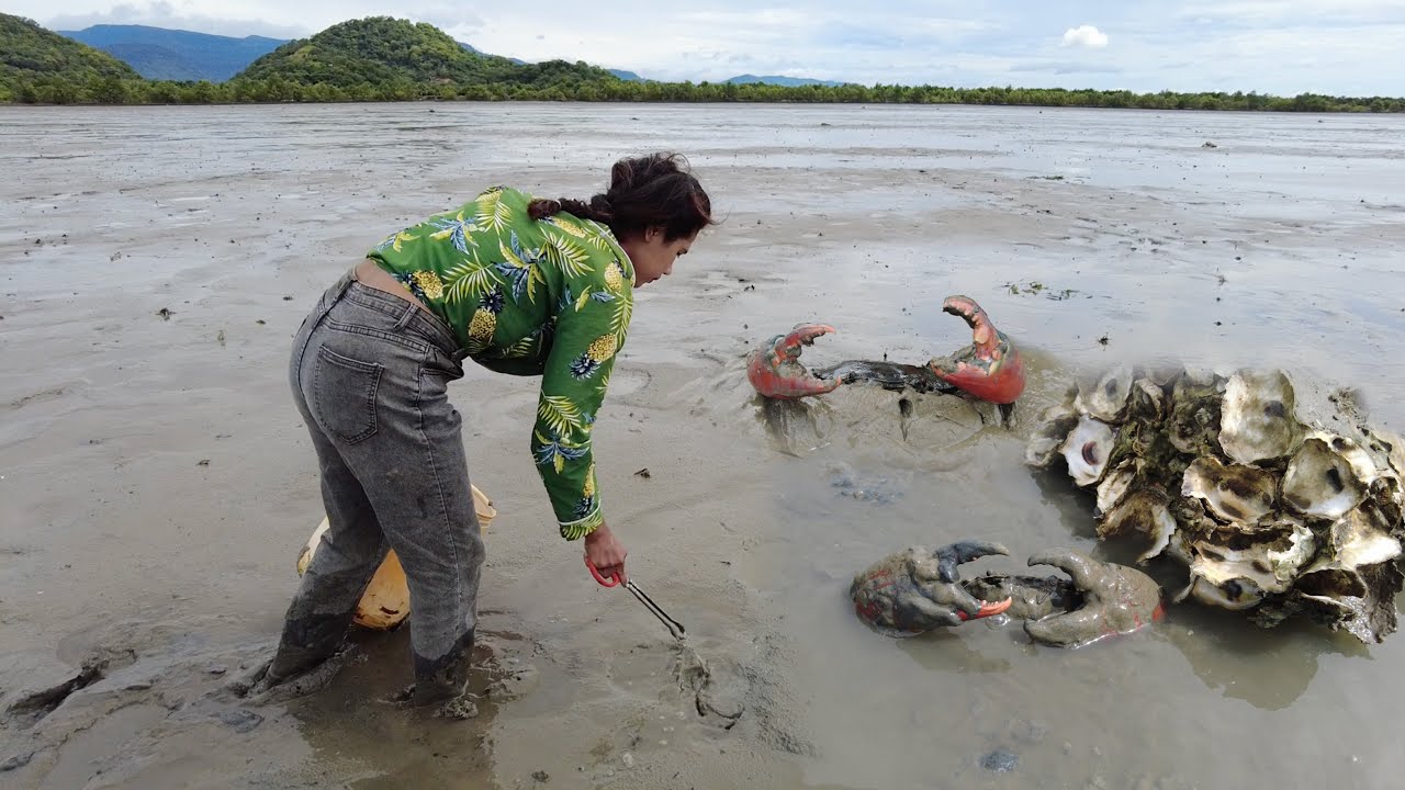 Catching A Lot Of Mud Crabs In Mud Beach after Water Low Tide