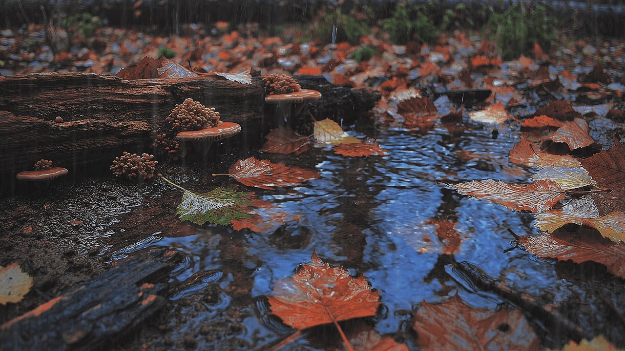 Stop Overthinking & Sleep: Soft Autumn Forest Rain on Puddles | Meditation 10 Hours