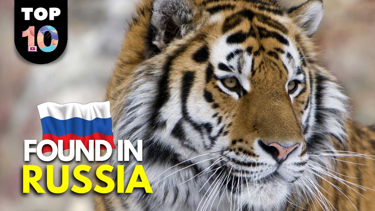 10 УНИКАЛЬНЫХ животных, найденных в России 🇷🇺